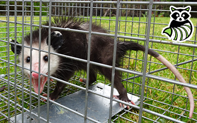 Chautauqua County trapping