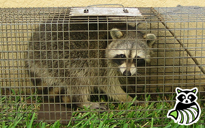 Chautauqua County trapping